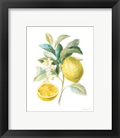 Framed 'Floursack Lemon III on White' border=