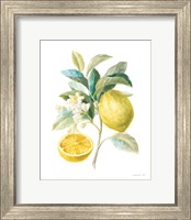 Framed 'Floursack Lemon III on White' border=