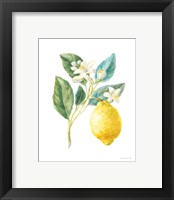 Framed 'Floursack Lemon I on White' border=