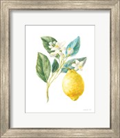 Framed 'Floursack Lemon I on White' border=