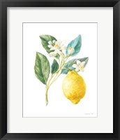 Floursack Lemon I on White Framed Print