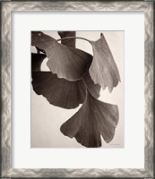 Framed 'Gingko Sepia' border=