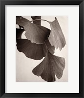 Framed Gingko Sepia