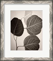 Framed 'Eucalyptus Sepia' border=