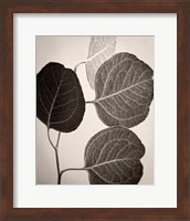 Framed Eucalyptus Sepia