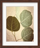 Framed Eucalyptus Color