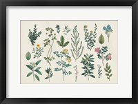 Victorian Garden III Framed Print