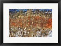 Framed Red Yellow Willow