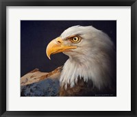 Framed Bald Eagle Study