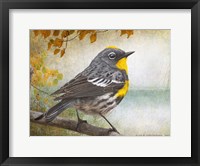 Framed Wetland Warbler