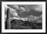 Framed Arizona Superstition Mtns Saguaros 1