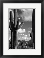 Framed Arizona Superstition Mtns Saguaros 2