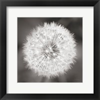 Framed Dandelion Seedhead