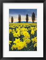Framed Skagit Valley Daffodils I