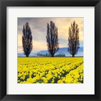 Framed Skagit Valley Daffodils II