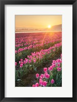 Framed Skagit Valley Tulips II