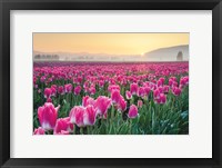 Framed Skagit Valley Tulips I