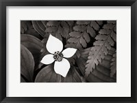 Framed Bunchberry and Ferns I BW