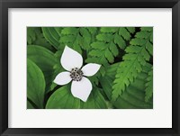 Framed Bunchberry and Ferns I color