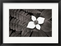 Framed Bunchberry and Ferns II BW