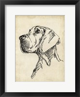 Breed Studies VI Framed Print