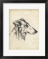 Breed Studies XII Framed Print