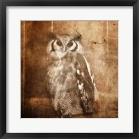 Framed Owl