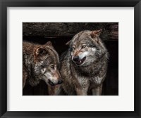 Framed Wolfpack