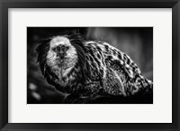 Framed Little Cute Monkey Black & White