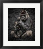 Framed Male Gorilla
