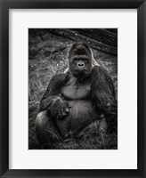 Framed Male Gorilla 3