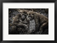 Framed Gorillas 3