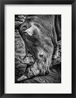 Framed Male Rhino Black & White