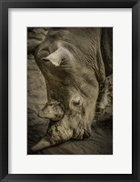 Framed Male Rhino