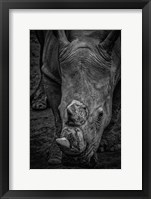 Framed Male Rhino 2 Black & White