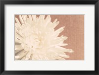 Blush Burst I Framed Print