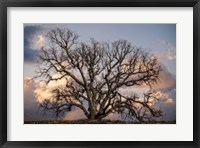 Framed Grand Oak Tree II