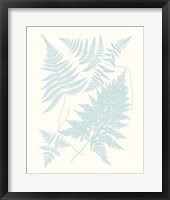 Serene Ferns IV Framed Print