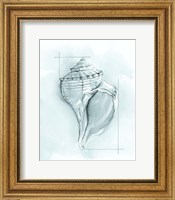 Framed 'Coastal Shell Schematic I' border=