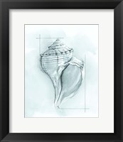 Framed 'Coastal Shell Schematic I' border=