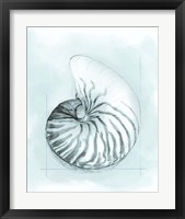 Framed 'Coastal Shell Schematic II' border=