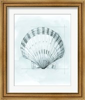 Framed 'Coastal Shell Schematic III' border=