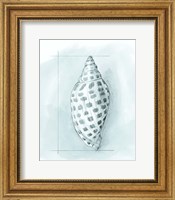 Framed 'Coastal Shell Schematic IV' border=