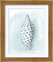 Framed 'Coastal Shell Schematic IV' border=