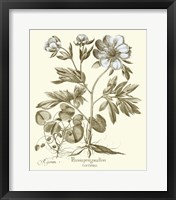 Framed Spa Peonies III