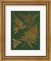 Framed Gilded Ferns II