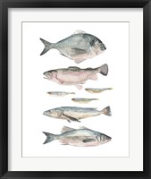 Framed 'Fish Composition II' border=