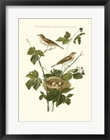 Framed Nozeman White Throat Blackberry