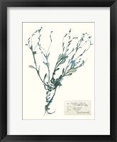 Framed Pressed Flowers in Spa II