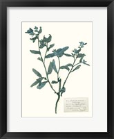 Pressed Flowers in Spa III Framed Print